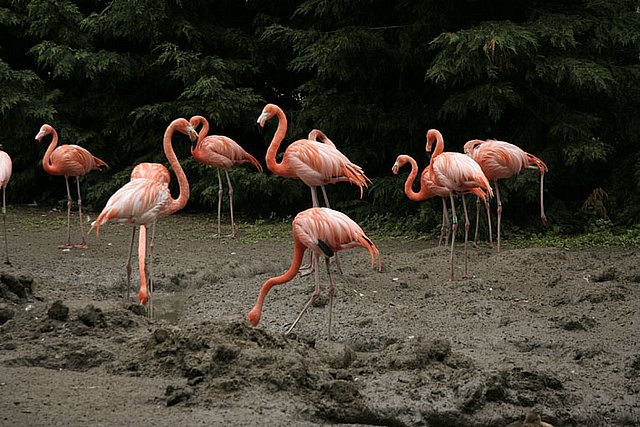 2005 Avifauna (1)
